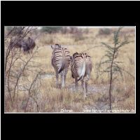 3-071 Zebras.jpg